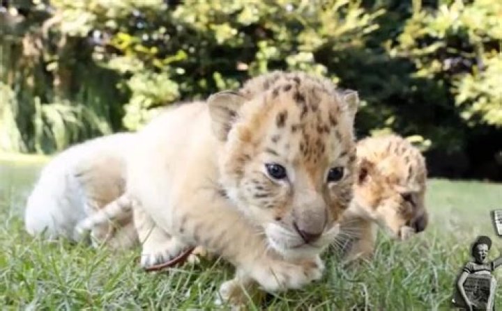 A white lion and white tiger had the cutest (and rarest) babies ever!