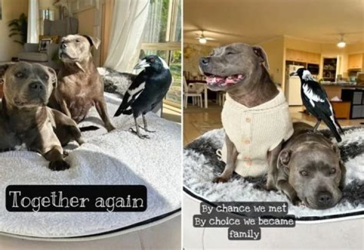 BadBoyHalo Pets - Celebrity Pets