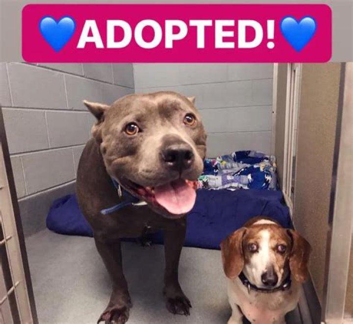 Best Friend Orphan Dogs Blue Dozer and OJ Adopted Together