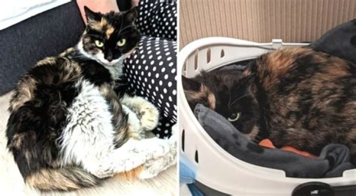 Cat Mysteriously Mailed from China to Canada – Named “Precious Cargo” by Rescuers