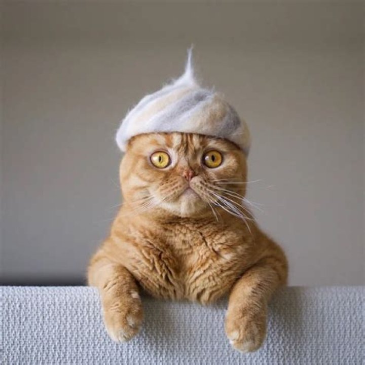 Cats in Hats: Kitty Dad Ryo Yamazaki Makes Cat’s Hats Using Their Own Fur