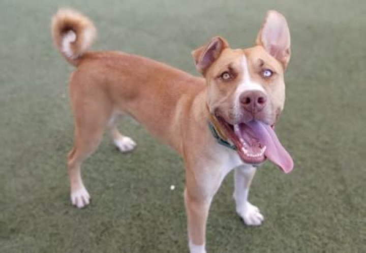 Family Returns Good Boy to Shelter for Being Too Good