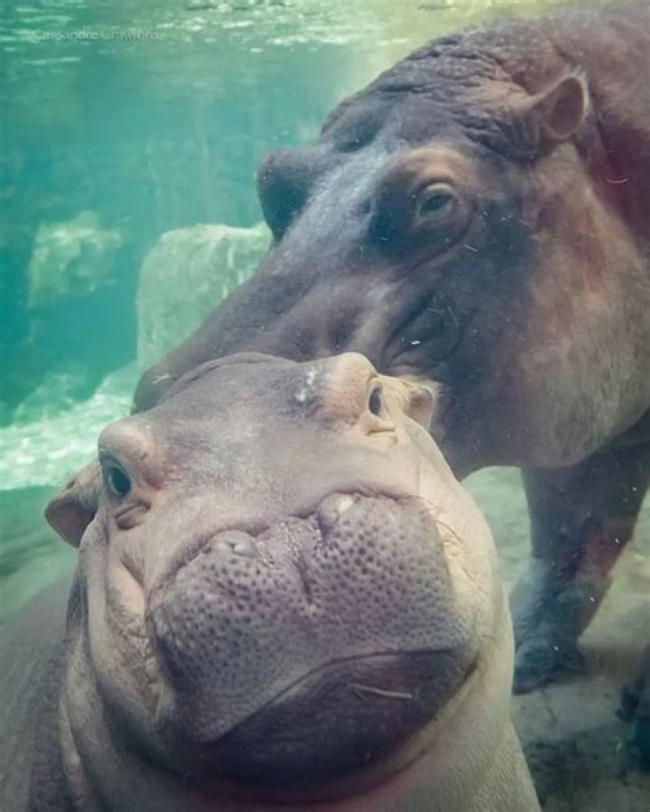 Fiona the Baby Hippo of The Cincinnati Zoo is the Official Queen of the Summer