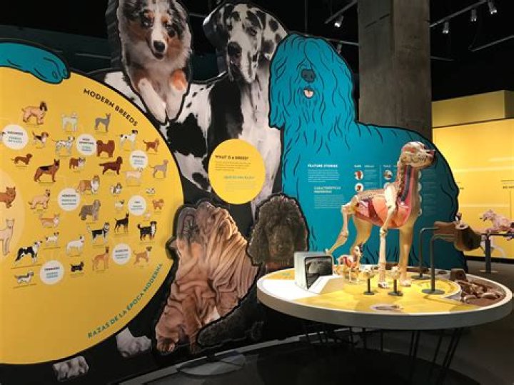 Four-Legged Fashion Week: ‘Fashionable Dogs’ Exhibit at NYC’s Museum of the Dog