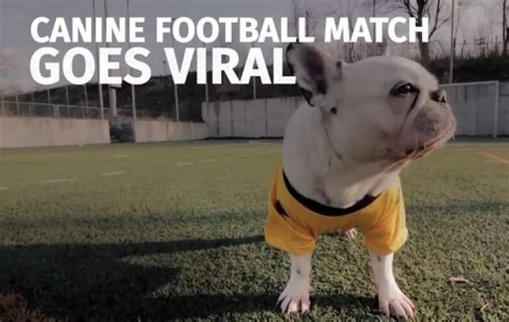 French Bulldogs Playing Soccer for Disabled Dog Charity (VIDEO)