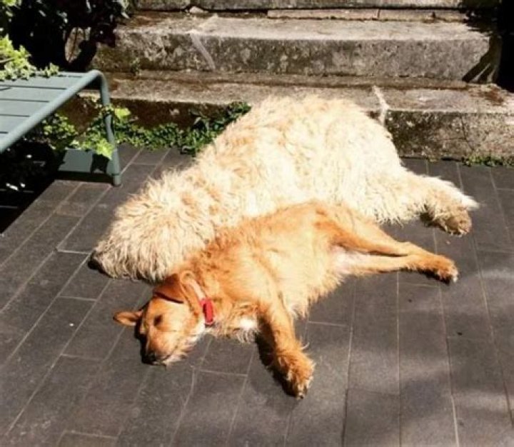 Graham Norton Pets - Celebrity Pets