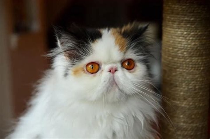 Graveskull the Persian Cat is a Yoga loving masseuse