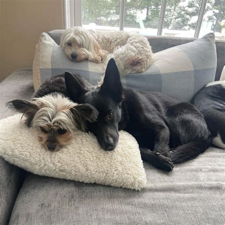 Joe Gatto Pets - Celebrity Pets