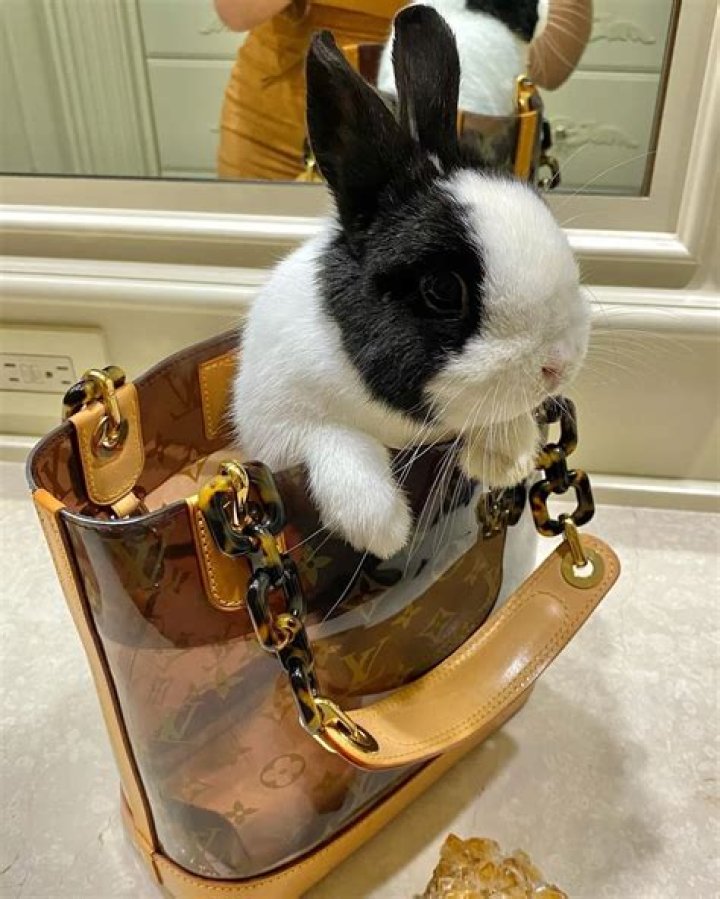 Kali Uchis Pets - Celebrity Pets