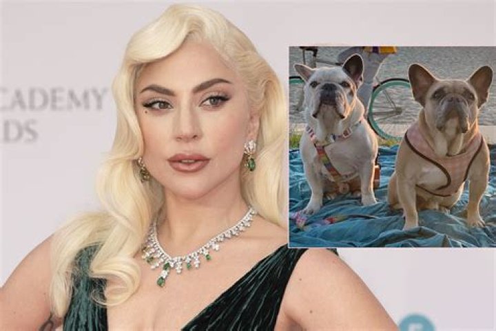 Lady Gaga wins dognapping reward case, doesn’t have to pay $500,000