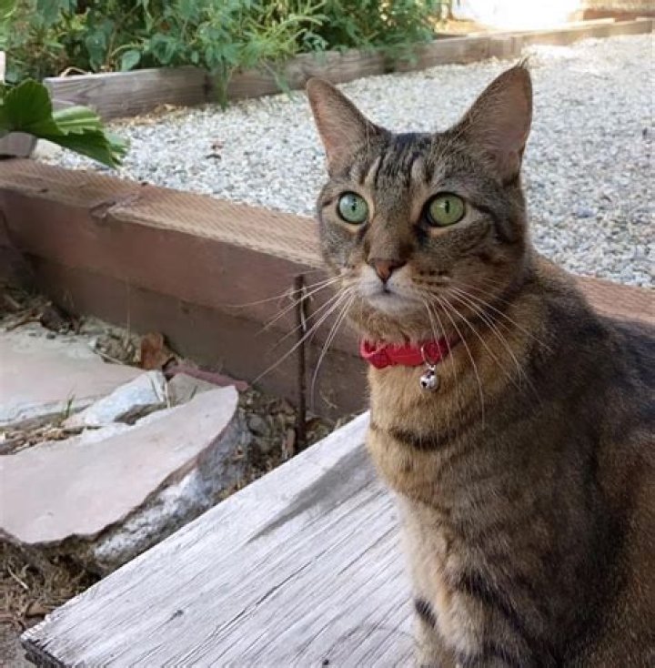 Laura Przybilla Pets - Celebrity Pets