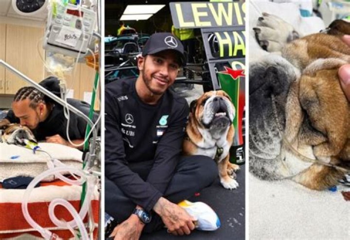 LeBron James Pets - Celebrity Pets