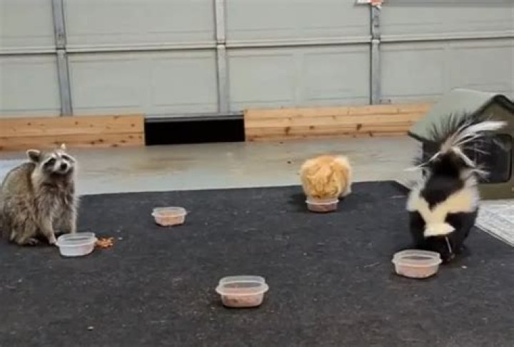 Lily the Skunk Opens a Street Cat Cabana