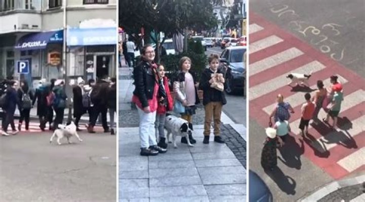 Lovely Kupata: The Street Dog Who Became a Crossing Guard (and International Celebrity)