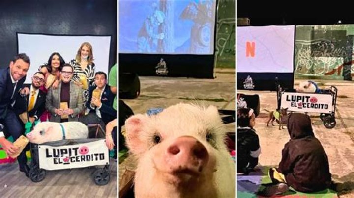 Lupito El Cerdito: The Mini Pig Who’s a Big Activist and Film Buff