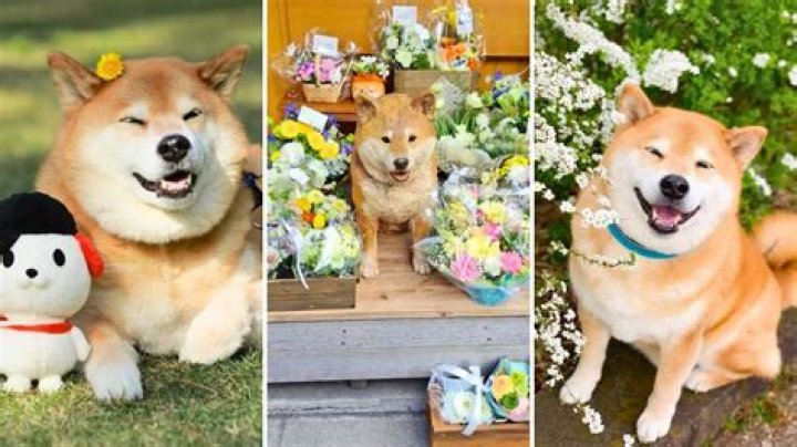 Maru Taro the Shiba Inu, One of the Original Pet Influencers, Has Passed Away at 16 Years Old