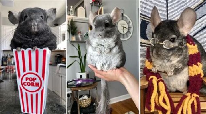 Meet King Linus and the Chinpals Chinchilla Influencer Crew