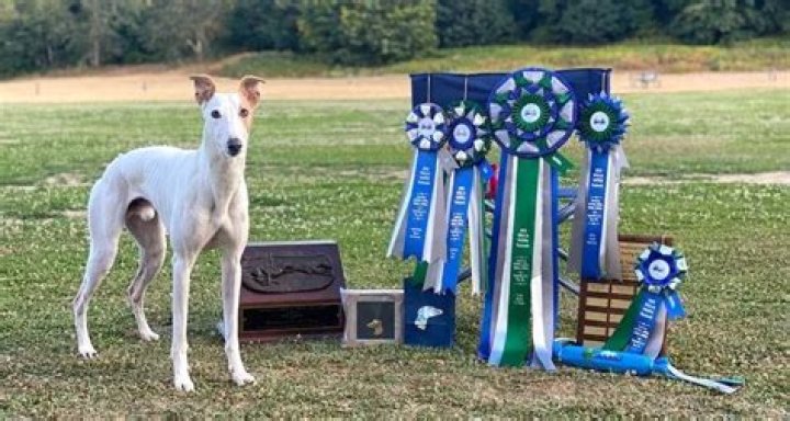 Meet Reas the Whippet, America’s fastest dog!