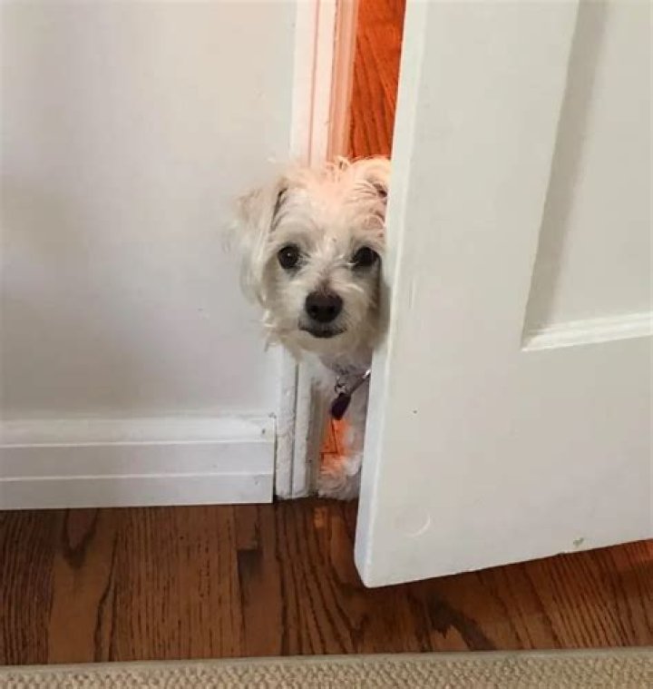 Merle Dandridge Pets - Celebrity Pets