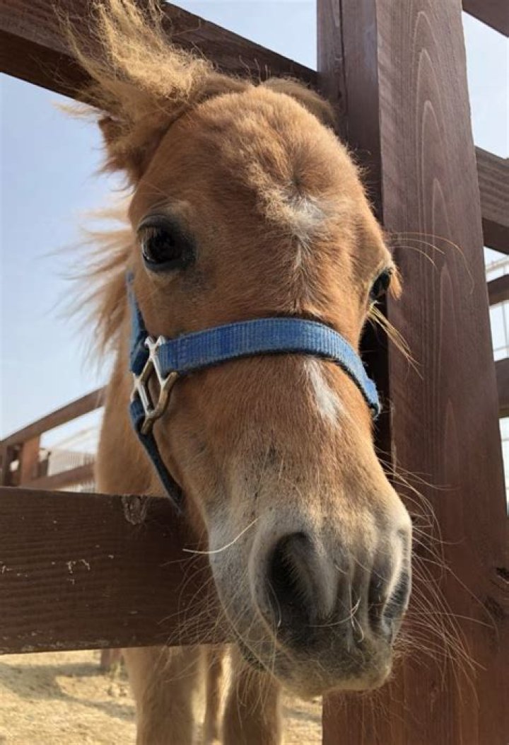 Missing Mini Horse Found On Roof In Japan