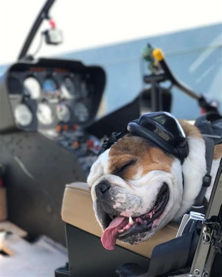 Mr Bentley the helicopter loving adventure bulldog