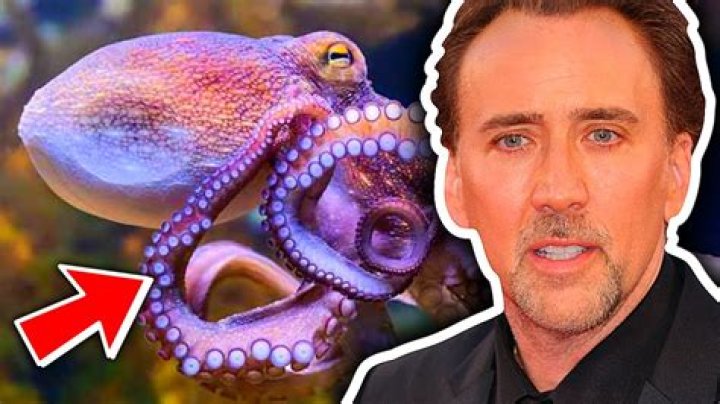 Nicolas Cage Once Owned a $150,000 Octopus Named Cool That Helped His Acting