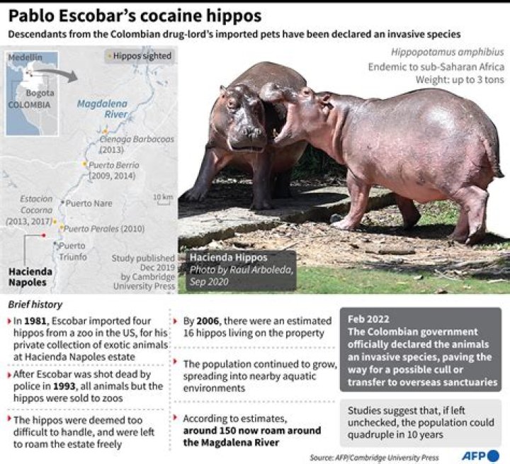 Pablo Escobar’s Cocaine Hippos Are Running Their Own Ecological Experiment