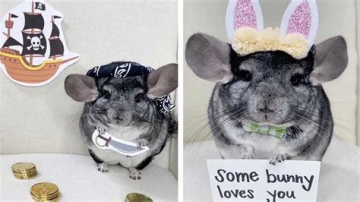 Phil E. Chinchilla The Cutest Big Eared Floof That has the Internet Captive