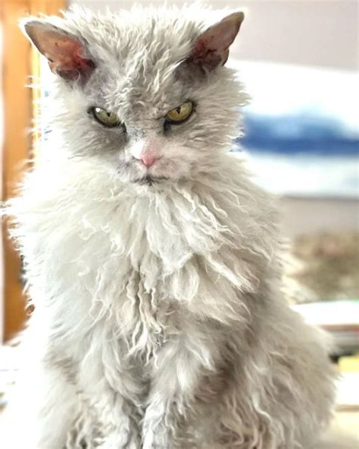 Pompous Albert is The New Grumpy Cat