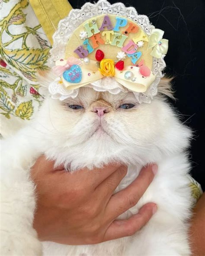 Q @achikochisochi: These 7 cats in Japan Wearing Hats Looking Tired is Life