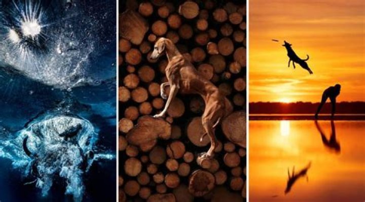 See the Incredible Winning Images From the 2023 International Dog Photography Awards