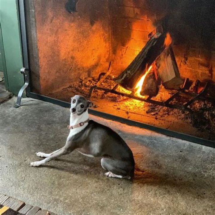 Seth Meyers Pets - Celebrity Pets