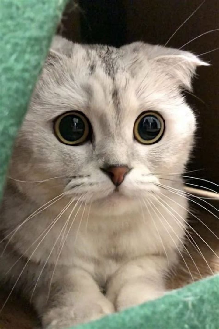 Sonya and Kisa – The Fun-Loving Scottish Fold Cats Who Create Videos