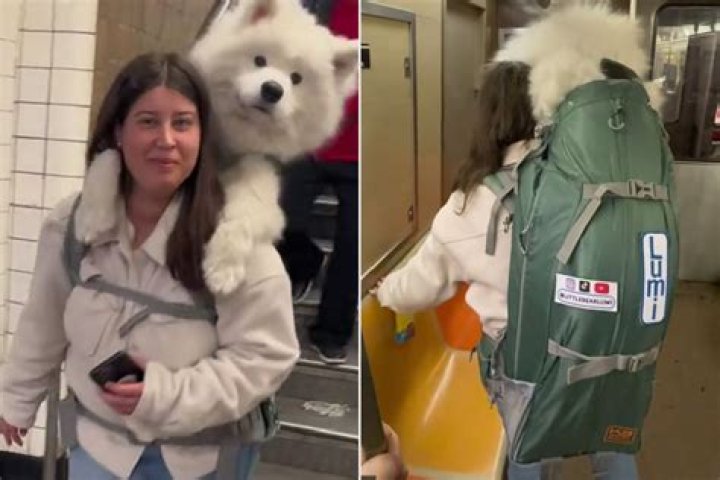 Subway Hack: Woman Carries 52 Lbs. Dog in Backpack to Beat NYC Rules