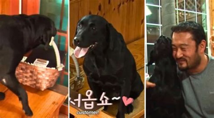 This Dog Works as a Hostess at a Korean Restaurant (And Also Her Puppies!)