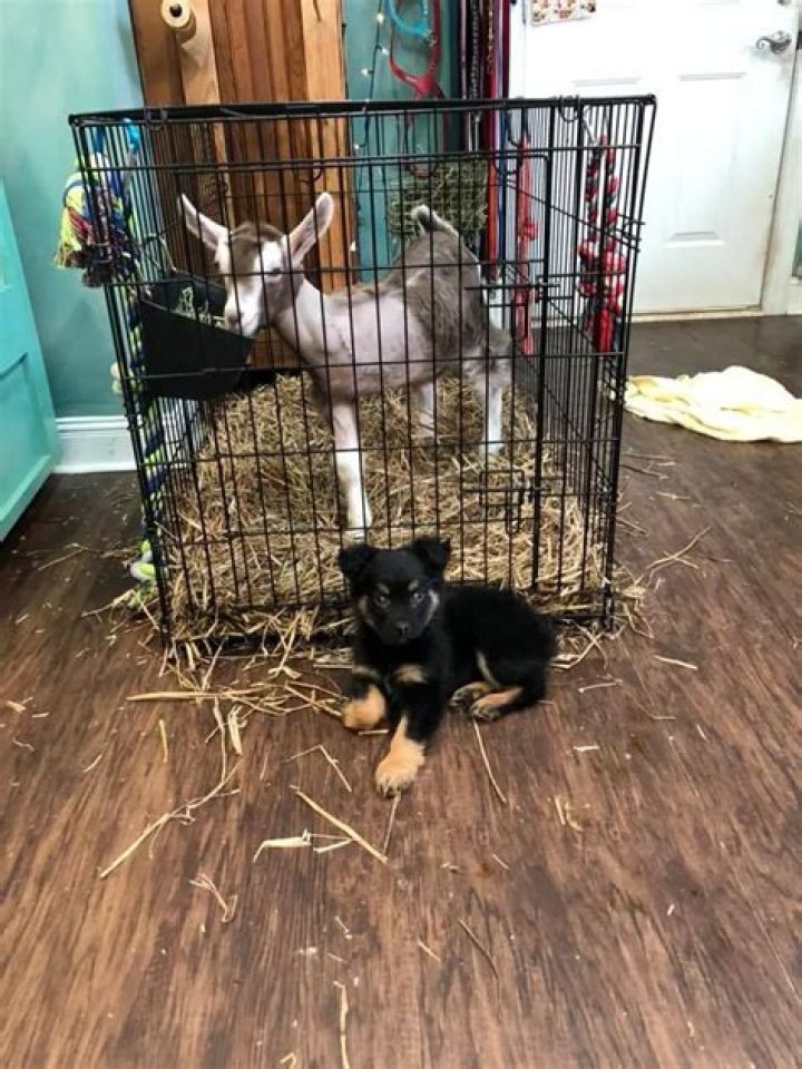 This Two-Legged Pups Bestie is a Three-Legged Goat at Snooty Giggles Dog Rescue