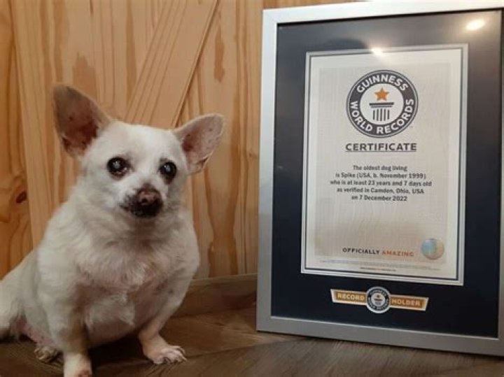 TobyKeith – The Oldest Living Dog in the World by Guinness World Records