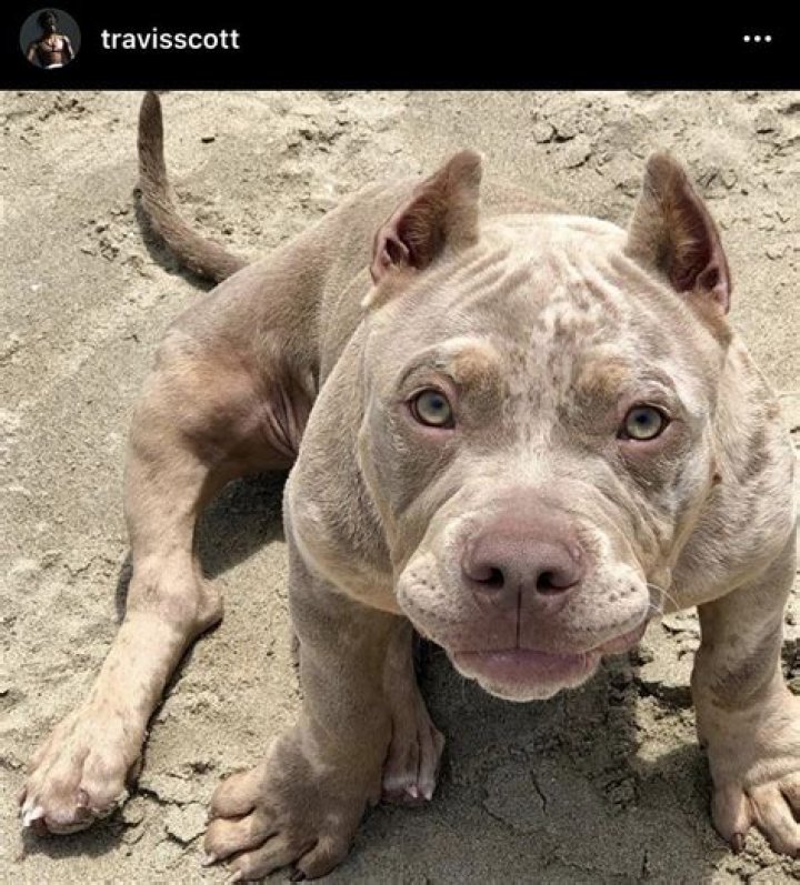 Travis Scott Pets - Celebrity Pets